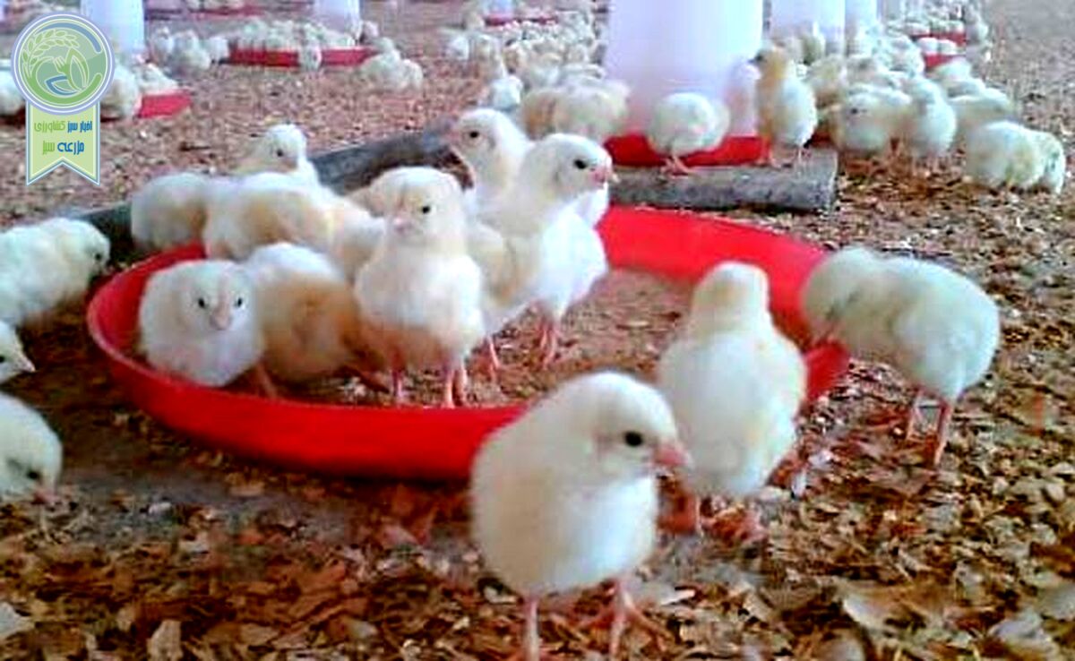 بازگرداندن وجوه گرانفروشی جوجه یک‌روزه به مرغداران

