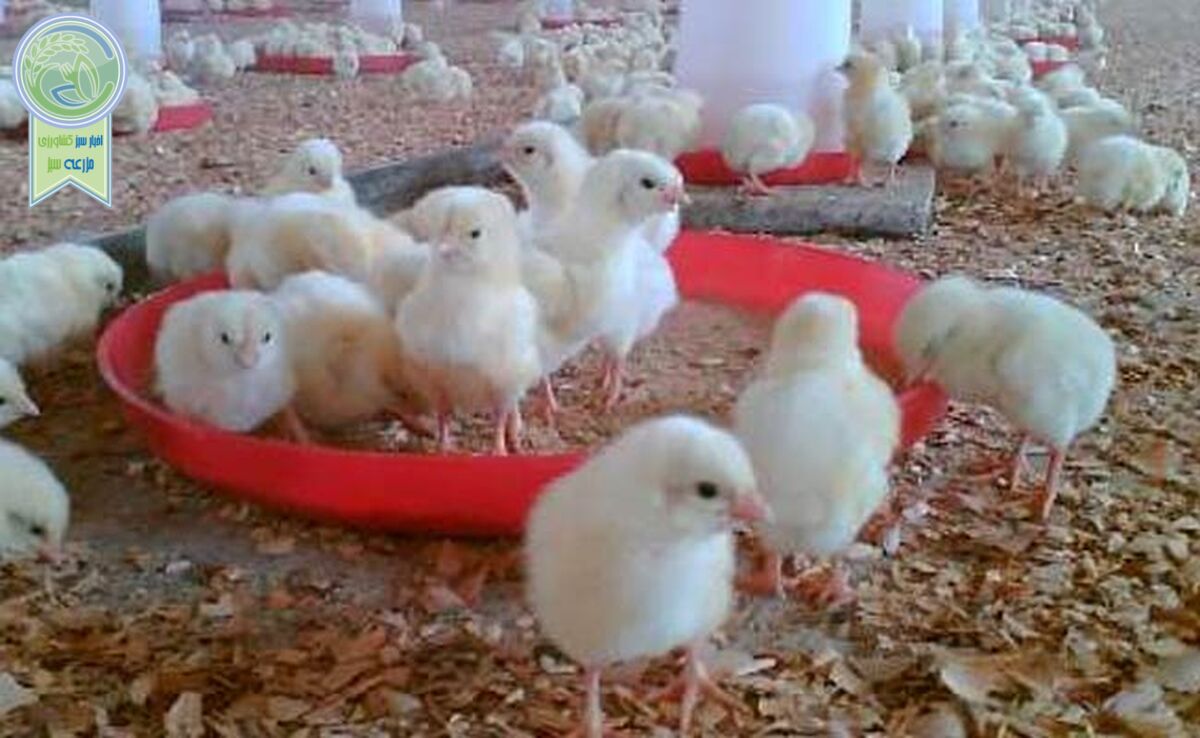 بازگرداندن وجوه گرانفروشی جوجه یک‌روزه به مرغداران

