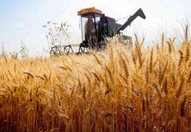 نرخ منطقی خرید تضمینی گندم برای سال زراعی آینده