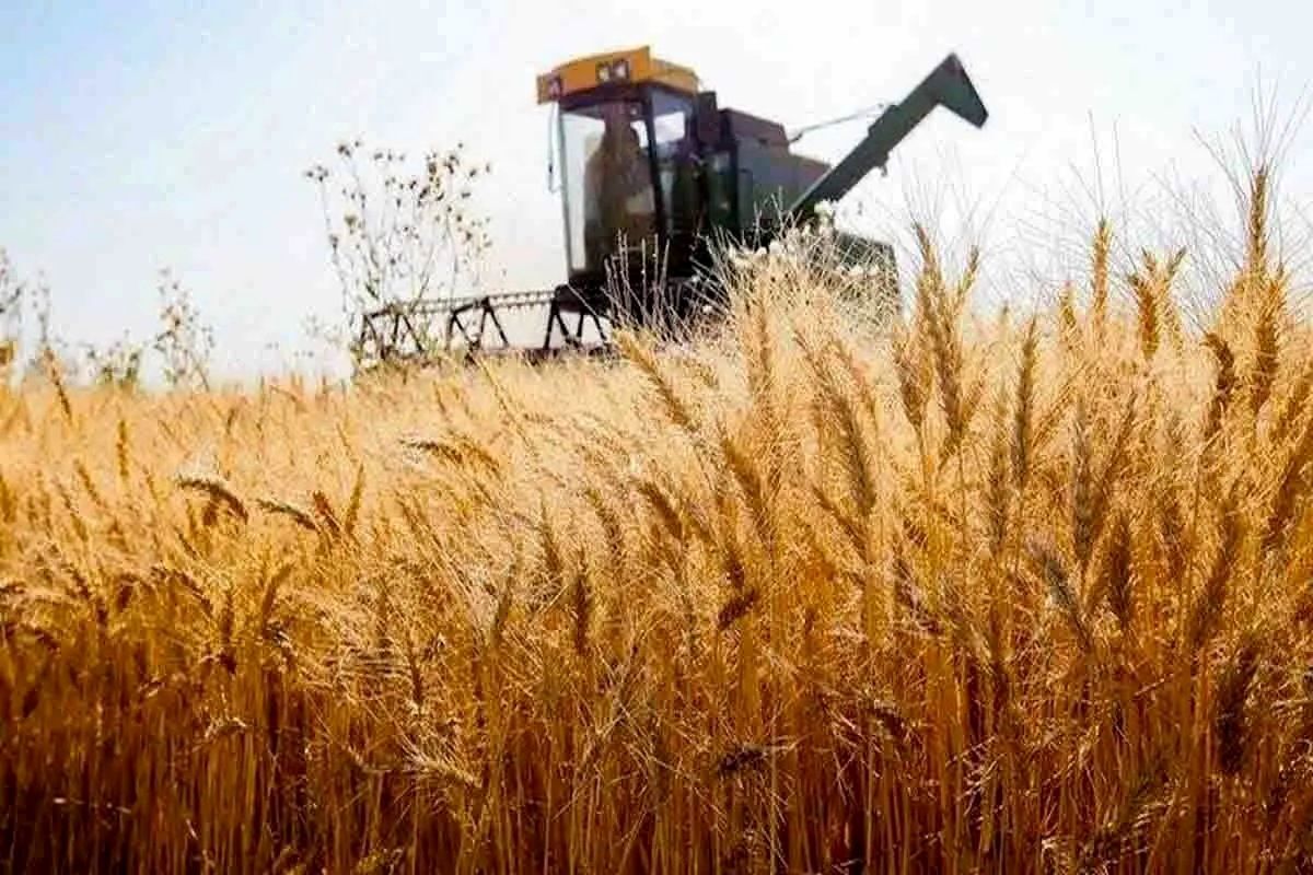 نرخ منطقی خرید تضمینی گندم برای سال زراعی آینده