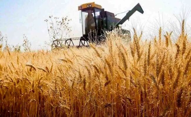 نرخ منطقی خرید تضمینی گندم برای سال زراعی آینده