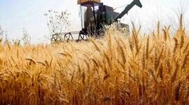 نرخ منطقی خرید تضمینی گندم برای سال زراعی آینده