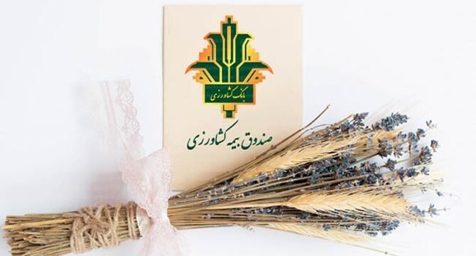 رکوردشکنی بیمه اجباری گندم و دانه‌های روغنی؛ پوشش ۷.۳ میلیون هکتار در سال زراعی ۱۴۰۲-۱۴۰۳