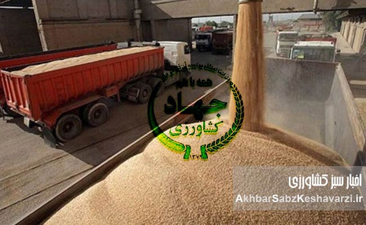 وابستگی به واردات گندم؛ ریشه‌ها و پیامدهای سوءمدیریت گندم در ایران