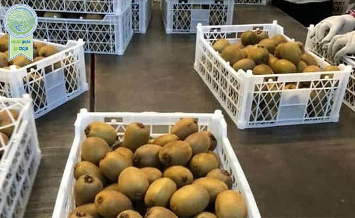 مجوز صادرات کیوی به هند برای سورتینگداران رجیستر شده سال گذشته
