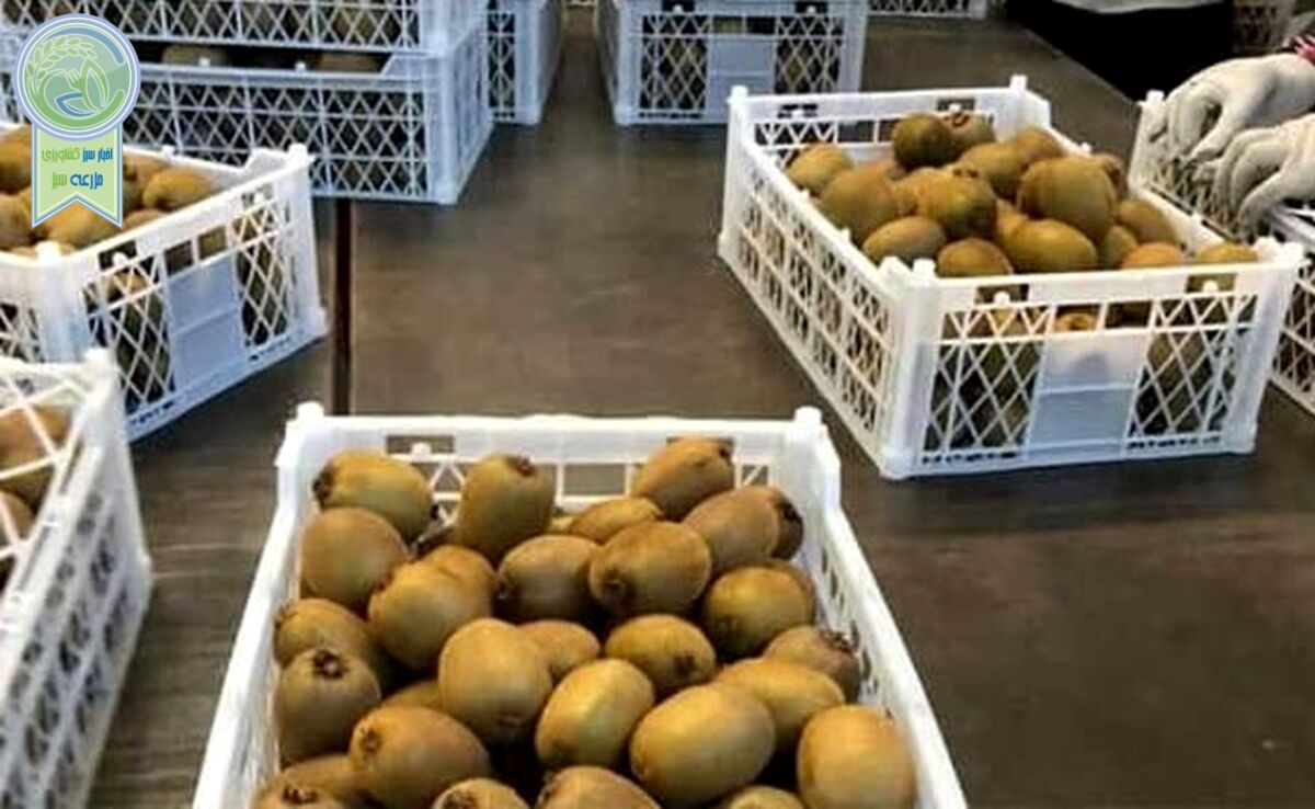 مجوز صادرات کیوی به هند برای سورتینگداران رجیستر شده سال گذشته
