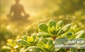 مدیریت فسفر در مزارع