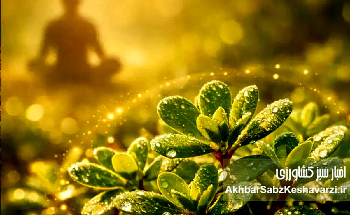 گیاه خرفه؛ گنج پنهان طبیعت برای کنترل استرس