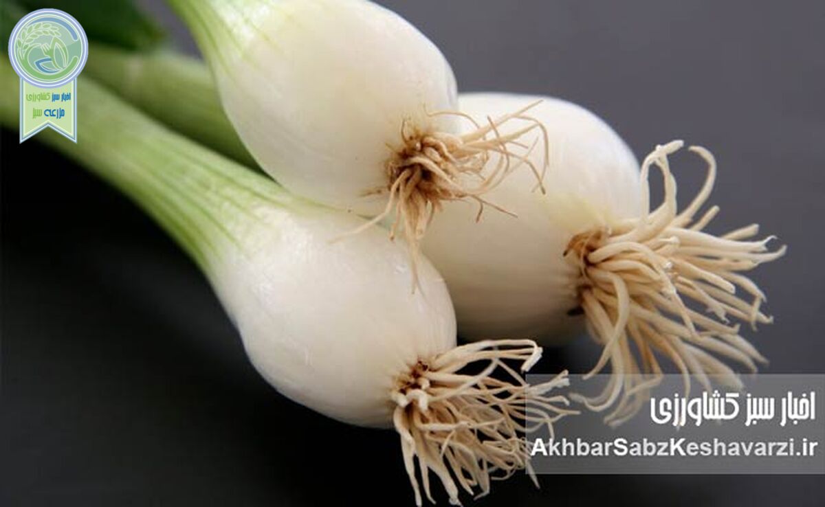 خواص بی‌نظیر پیازچه برای سلامت پوست و مو
