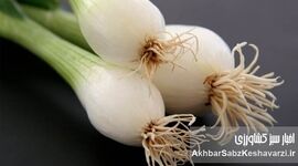 خواص بی‌نظیر پیازچه برای سلامت پوست و مو