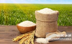 بحران برنج، دست‌ساز سیاست‌هاست؛ وقتی واردات قربانی ارز و مالیات می‌شود