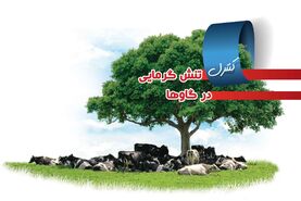 کنترل تنش گرمایی در گاوها

