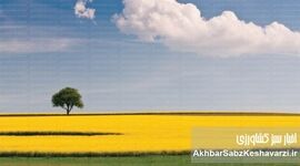 داستان روغن کانولا