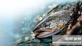 جهان در آستانه ۲۰۰ میلیون تن آبزیان؛ دهه سرنوشت‌ساز آبزی‌پروری