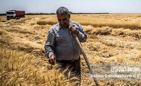 چماق گندم وارداتی برای پایین نگه داشتن نرخ داخلی