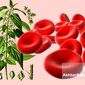  گیاهان معجزه گر برای درمان کم خونی