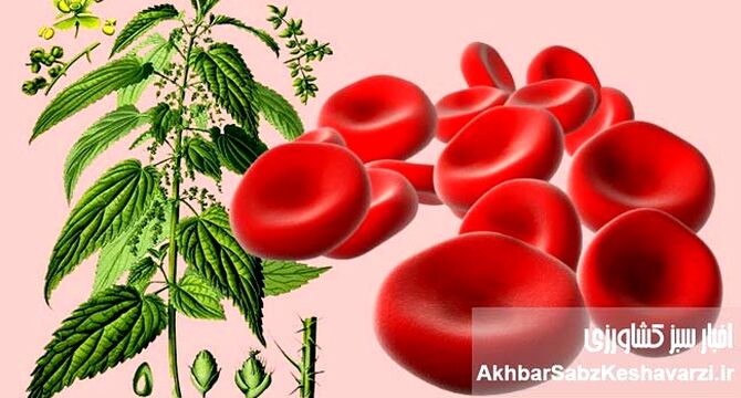  گیاهان معجزه گر برای درمان کم خونی