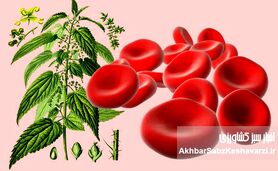  گیاهان معجزه گر برای درمان کم خونی