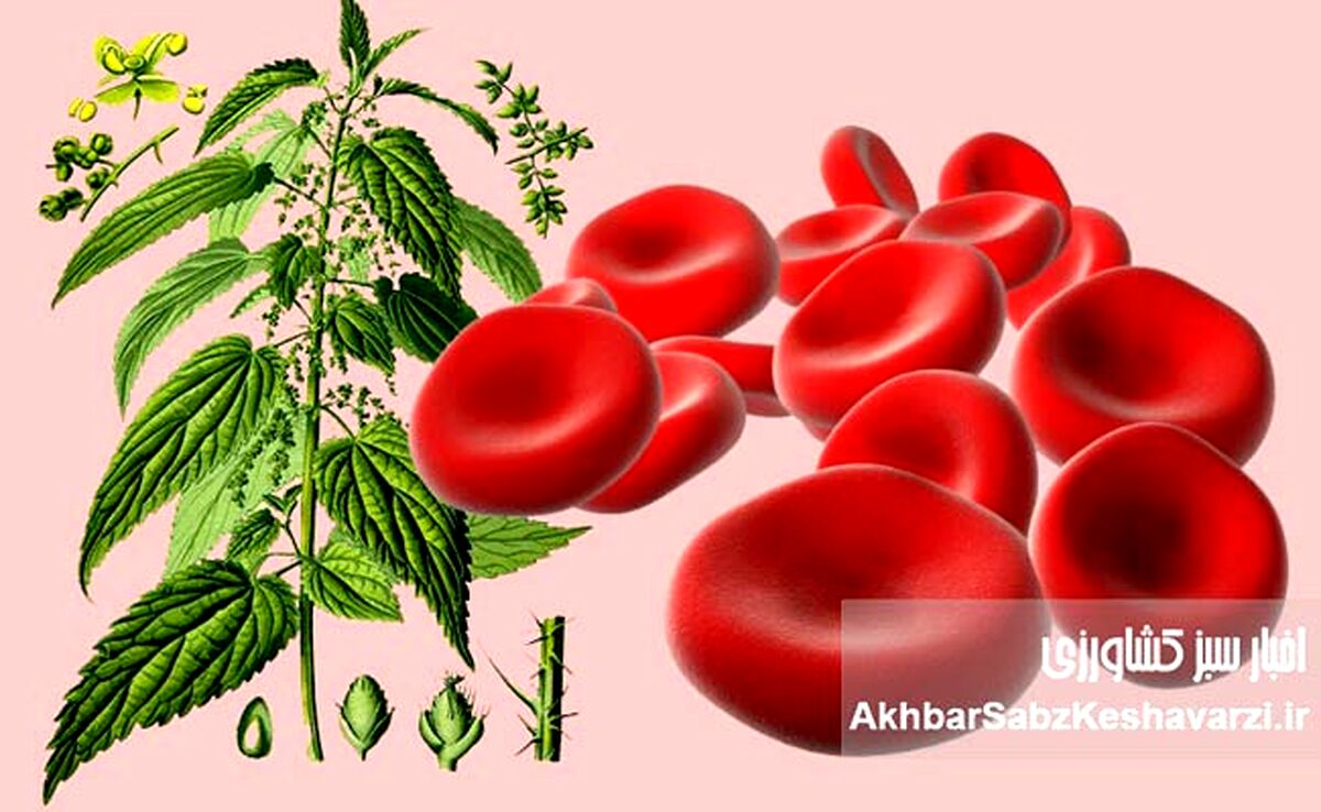  گیاهان معجزه گر برای درمان کم خونی