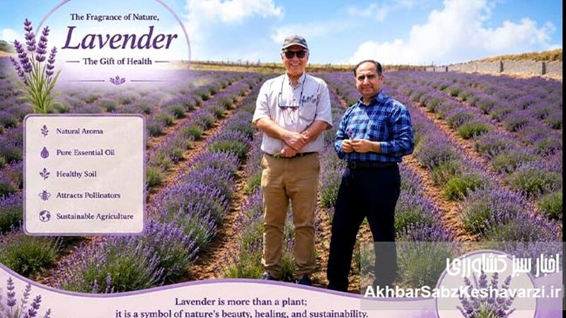 مشاهده یک وزغ کوچک؛ نشانه‌ای امیدبخش از سلامت بوم‌سازگان در مزرعه دیم اسطوخودوس گرگان+ ویدئو