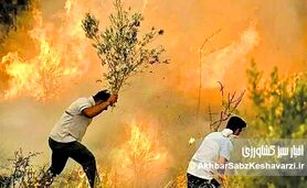 آتش‌ زاگرس؛ شعله‌هایی که جان می‌گیرد، نهال‌هایی که شعارند!