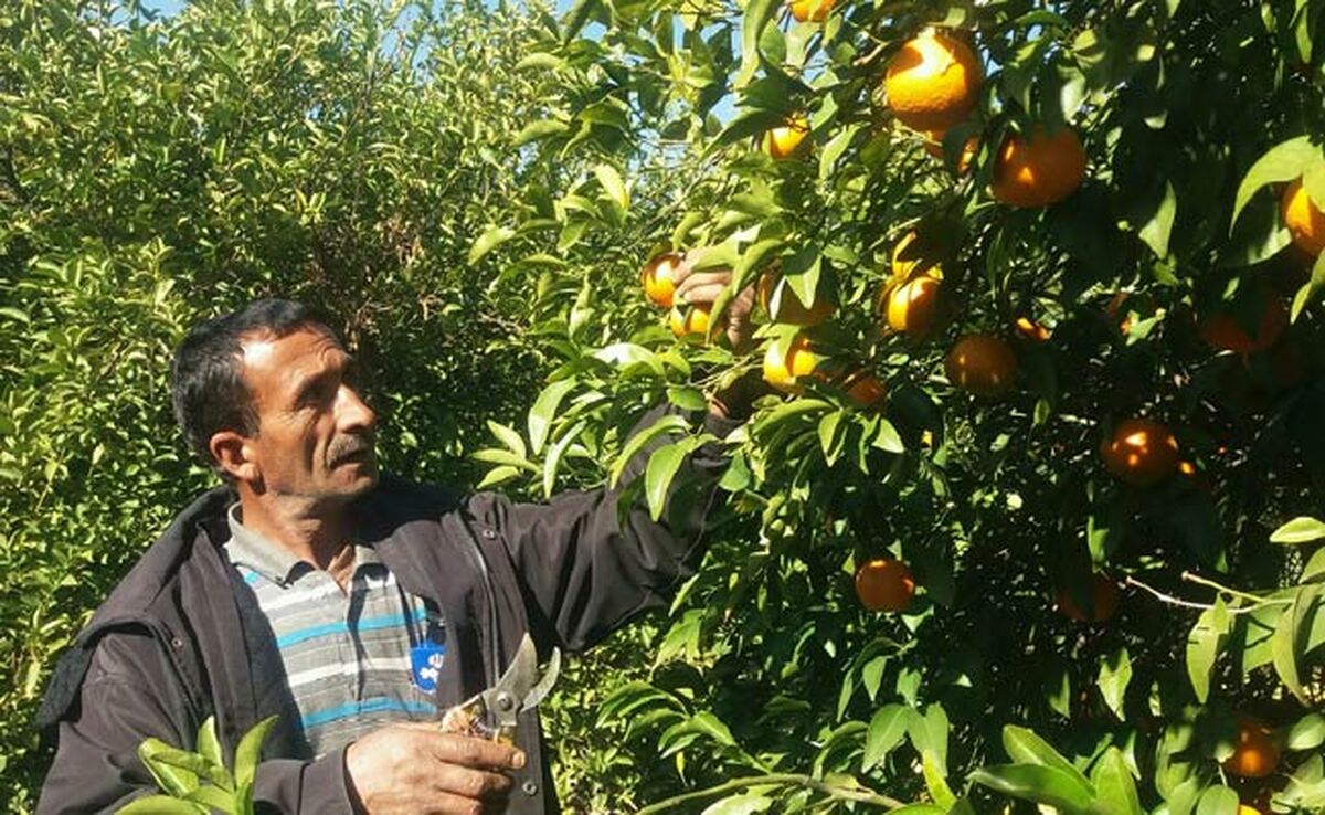 قطب تولید مرکبات کشور جاده دسترسی ندارد

