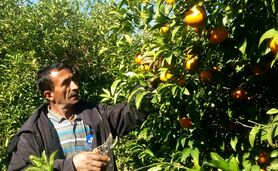 قطب تولید مرکبات کشور جاده دسترسی ندارد

