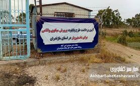 طرح‌های پرورش میگو در استان مازندران؛ در انتظار حمایت‌های مالی و تسهیلات