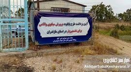 طرح‌های پرورش میگو در استان مازندران؛ در انتظار حمایت‌های مالی و تسهیلات