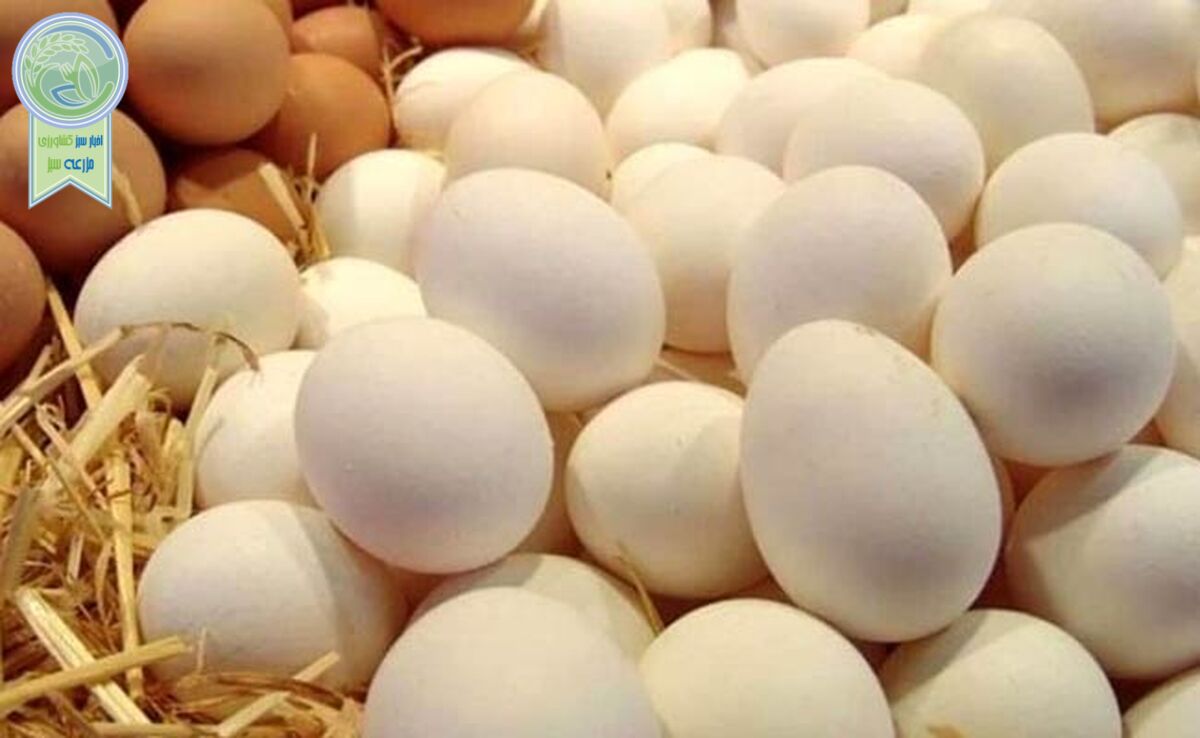تخم مرغ ارزان شد؟

