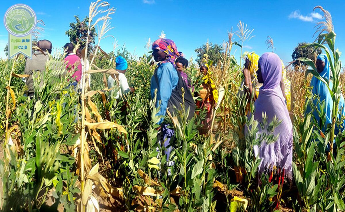 همکاری جنوب-جنوب: ایجاد سیستم‌های غذایی انعطاف‌پذیر برای آسیب‌پذیرترین اقشار