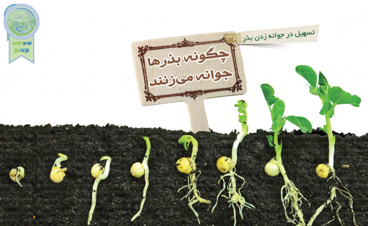 چگونه بذرها جوانه می‌زنند

