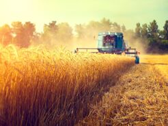 تنظیم قیمت به دست وزارتخانه جنگلداری بلاروس سپرده شد