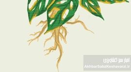 جلوگیری از پوسیدگی ریشه گیاهان گلدانی/ بخش دوم و پایانی