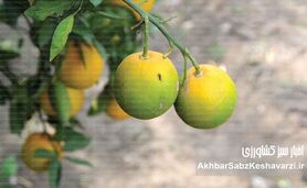 بیماری سبز ماندن میوه مرکبات: تهدید جهانی برای باغ‌های ایران
