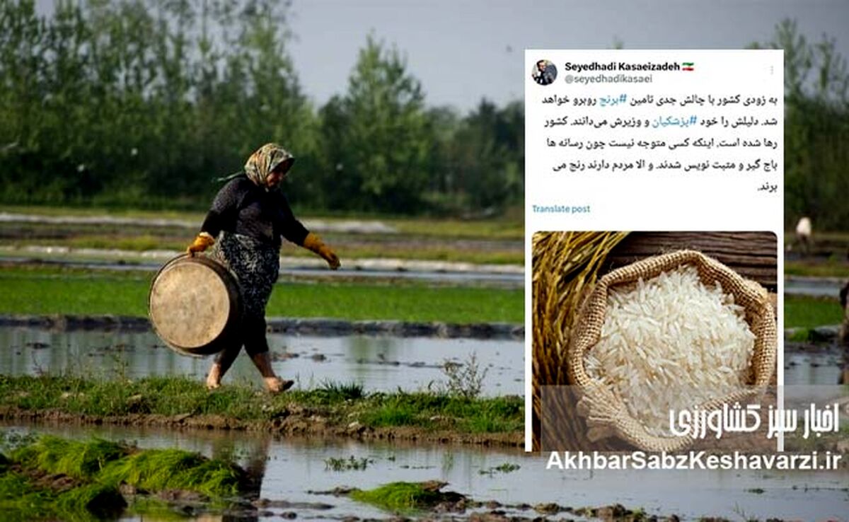 توئیت جنجالی کسایی‌زاده، پرده از بحران تامین برنج برداشت