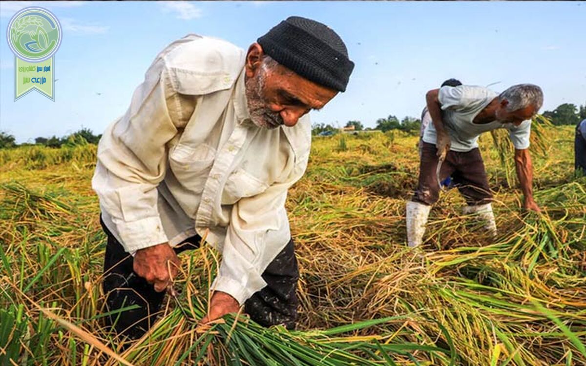 دولت برق کشاورزان و صنعتگران را برای کسب محبوبیت قطع می‌کند

