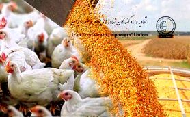 هشدار؛ مانع روند افزایشی قیمت مواد پروتئینی بشوید
