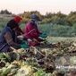 سهم زنان روستایی در اقتصاد؛ ستون‌های نامرئی امنیت غذایی ایران