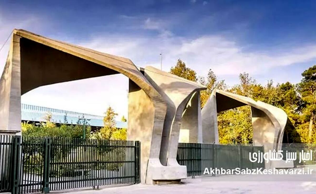 شوک حقوقی در آموزش عالی؛ شکاف عمیق میان حقوق اعضای هیأت علمی و کارکنان دانشگاه‌ها
