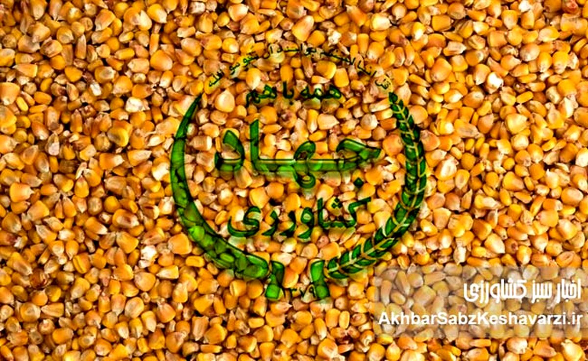 محاکمه وزیر در دادگاه دامداران بی علوفه؛ آقای وزیر امنیت غذایی برای شما اهمیت دارد؟