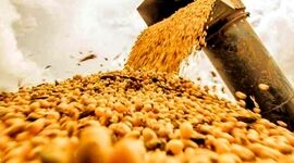 واردات سالانه ۱۷ میلیون تن نهاده دامی به کشور

