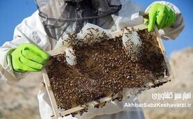 صنعت زنبورداری؛ سنگ بنای امنیت غذایی کشور 