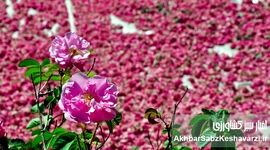 ثبت جهانی محصولات ملی؛ راهی برای حفظ میراث فرهنگی و اقتصادی ایران