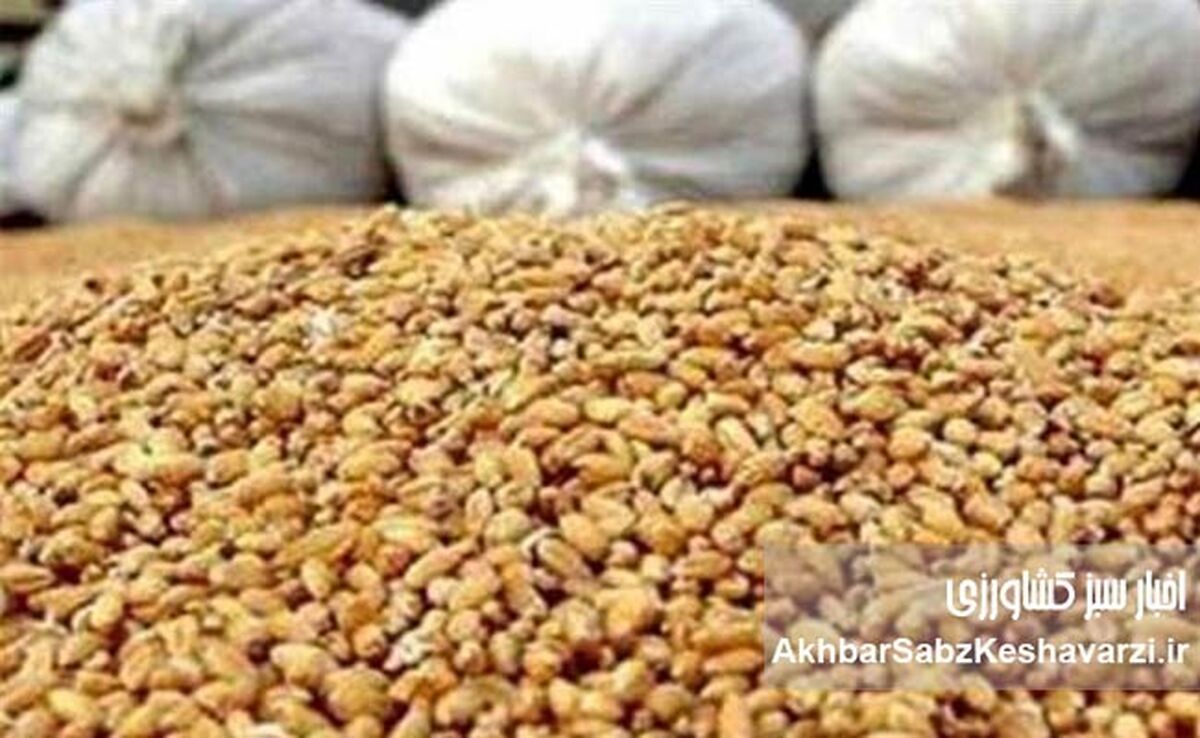 اختفا و امتناع از عرضه ۶۷۰۷ تن نهاده دامی وارداتی جو؛ جریمه ۷۵ میلیارد تومانی