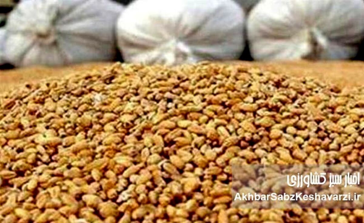 اختفا و امتناع از عرضه ۶۷۰۷ تن نهاده دامی وارداتی جو؛ جریمه ۷۵ میلیارد تومانی
