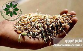 افزایش قیمت خرید گندم؛ پاداشی برای استفاده از بذرهای اصلاح‌شده+ ویدئو