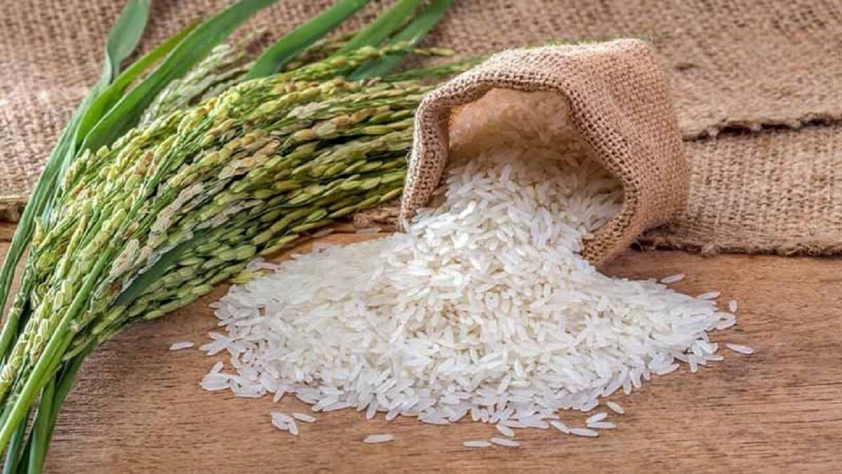توسعه کشت ارقام برنج کلید دستبابی به خودکفایی و امنیت غذایی

