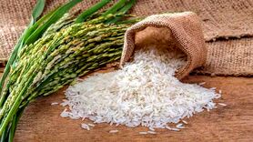توسعه کشت ارقام برنج کلید دستبابی به خودکفایی و امنیت غذایی

