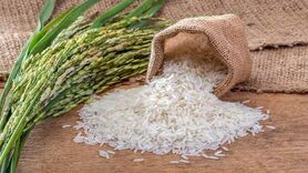 توسعه کشت ارقام برنج کلید دستبابی به خودکفایی و امنیت غذایی

